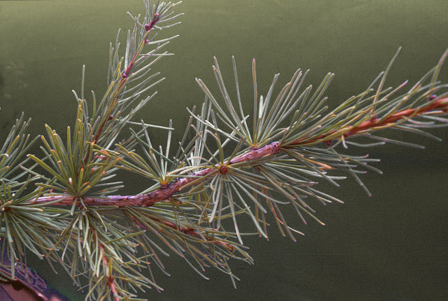 Larix occidentalis