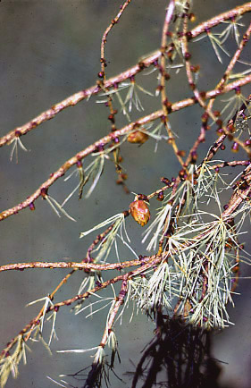 Larix occidentalis