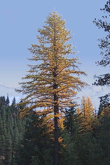 Larix occidentalis