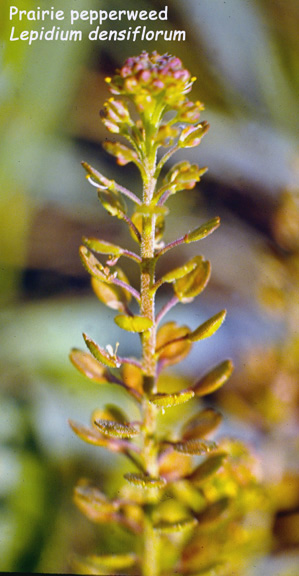 Lepidium densiflorum