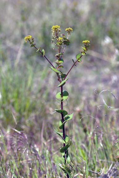 Lepidium perfoliatum