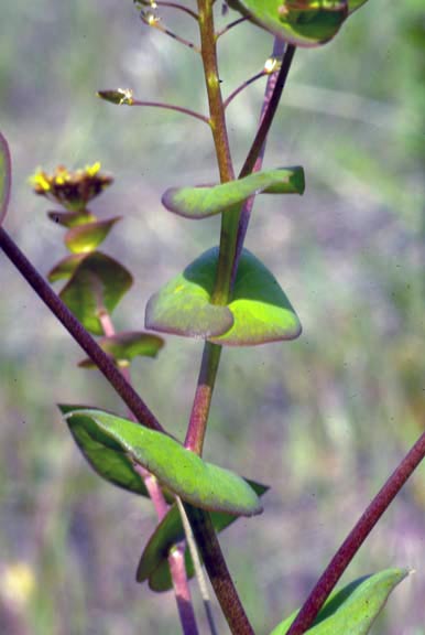 Lepidium perfoliatum