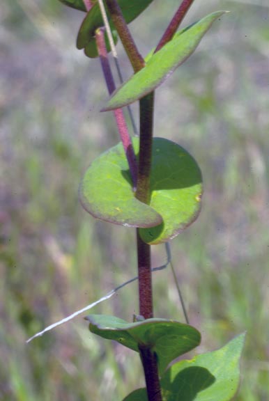 Lepidium perfoliatum