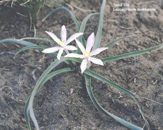 Leucocrinum montanum