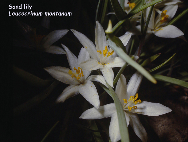 Leucocrinum montanum