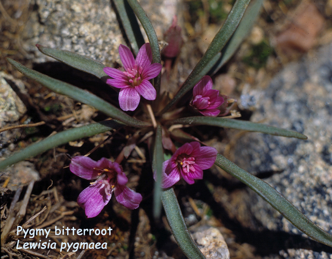 Lewisia pygmaea
