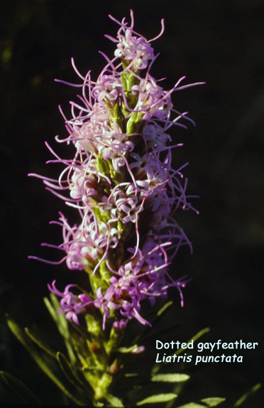 Liatris punctata