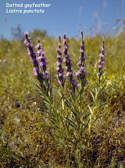 Liatris punctata