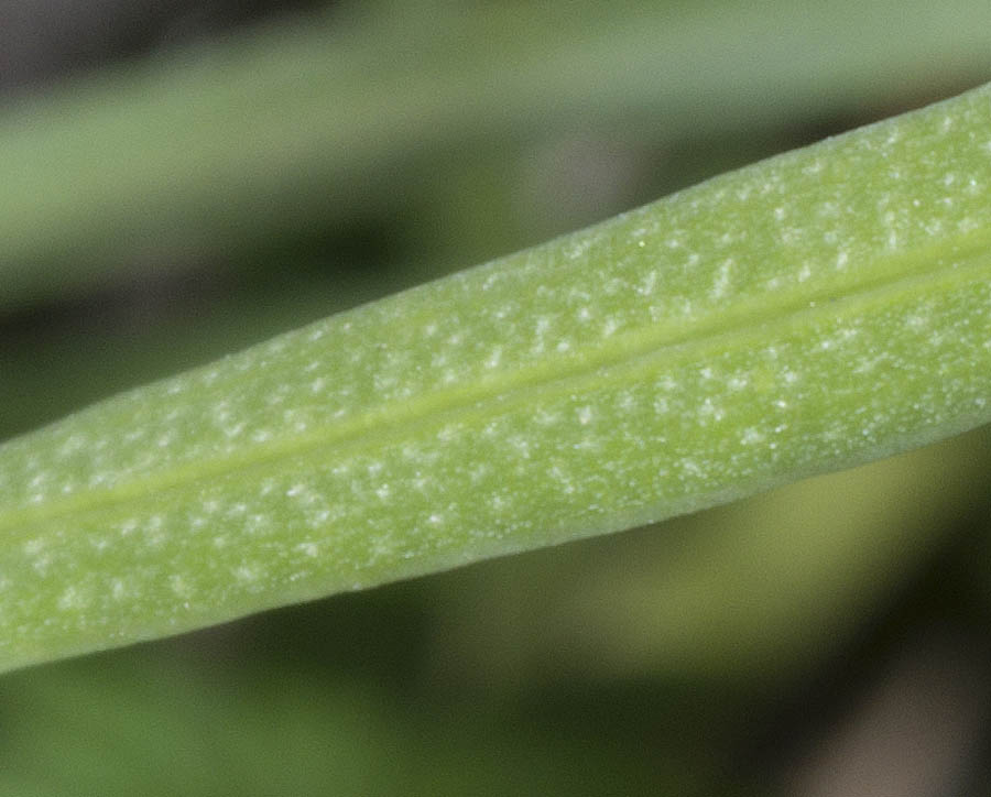 Liatris punctata