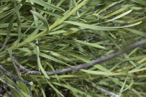 Liatris punctata