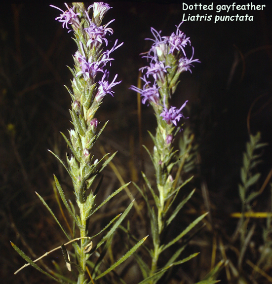 Liatris punctata