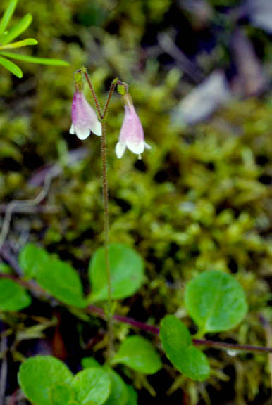 Linnaea borealis