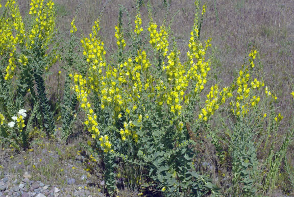 Linaria dalmatica