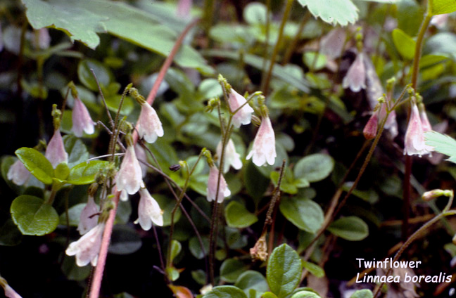 Linnaea borealis