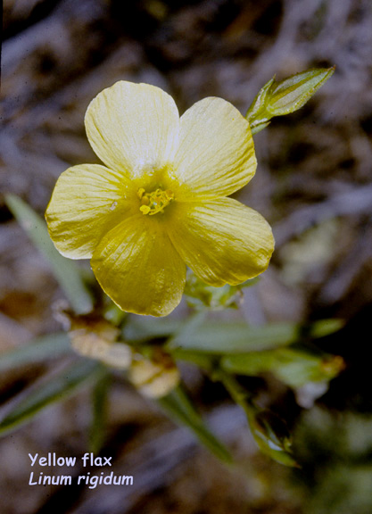 Linum rigidum