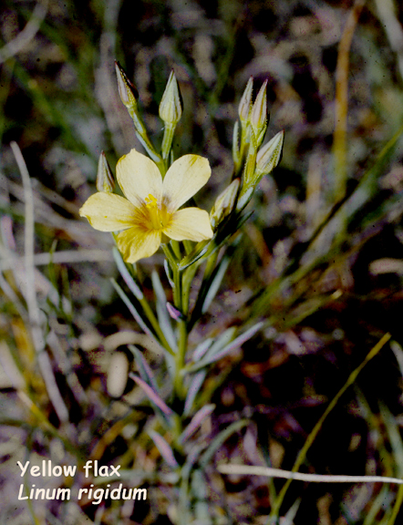 Linum rigidum