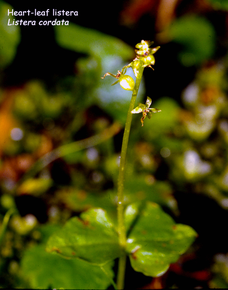 Listera cordata