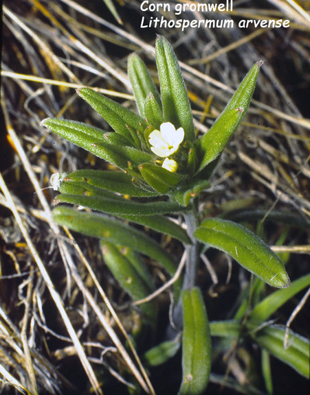 Lithospermum arvense