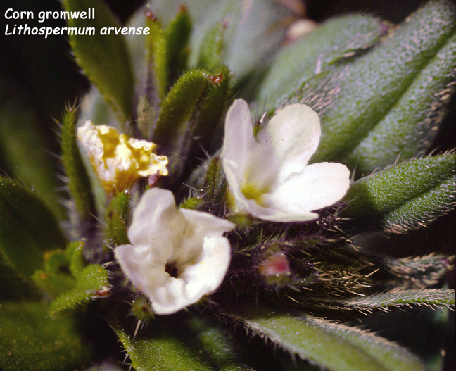 Lithospermum arvense