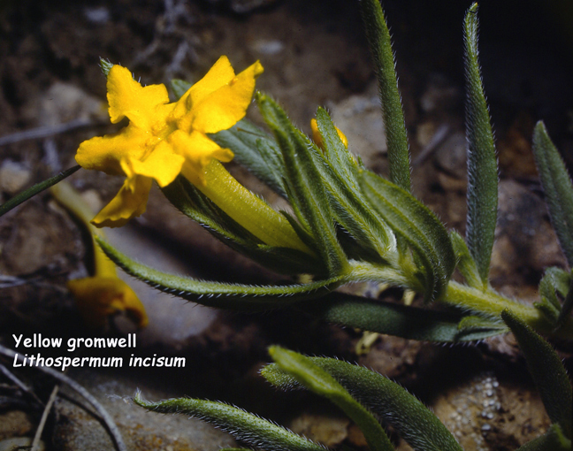 Lithospermum incisum