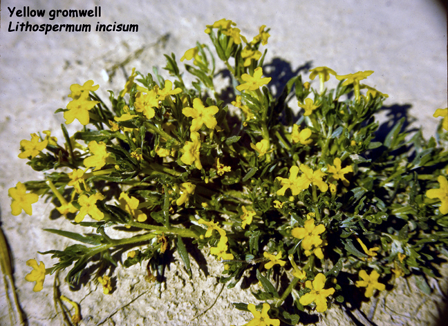 Lithospermum incisum