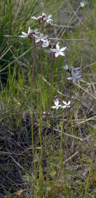 Lithophragma parviflora