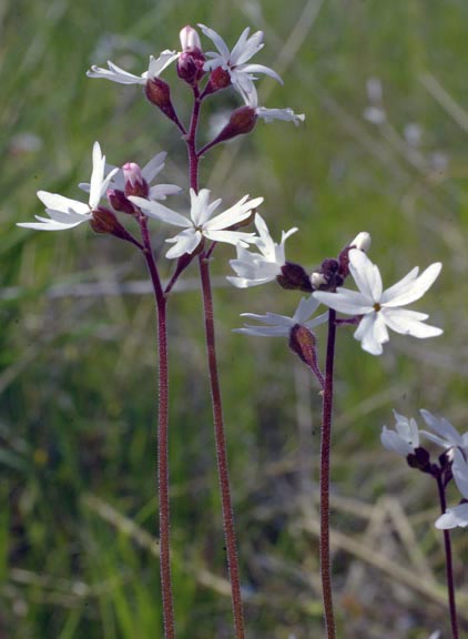 Lithophragma parviflora