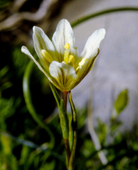 Lloydia serotina