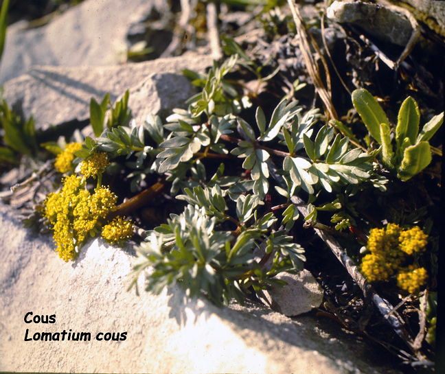 Lomatium cous