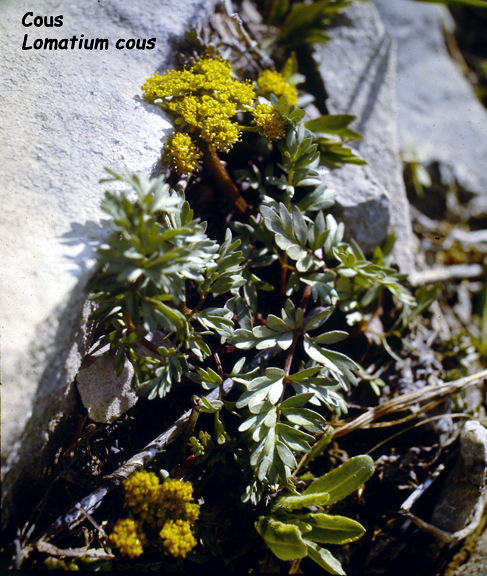 Lomatium cous