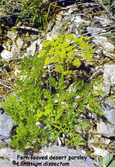 Lomatium dissectum