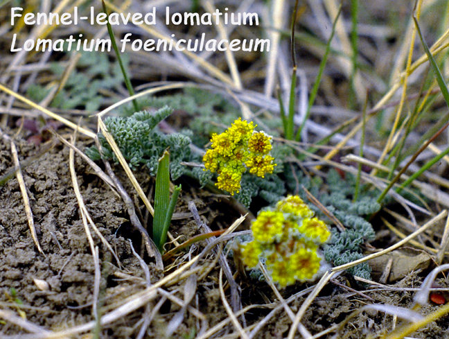 Lomatium foeniculaceum