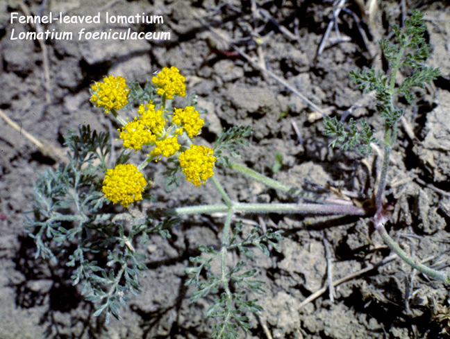 Lomatium foeniculaceum