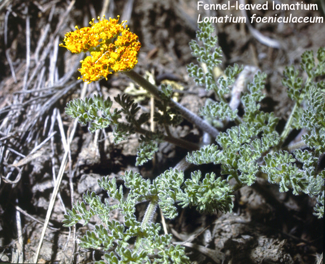 Lomatium foeniculaceum