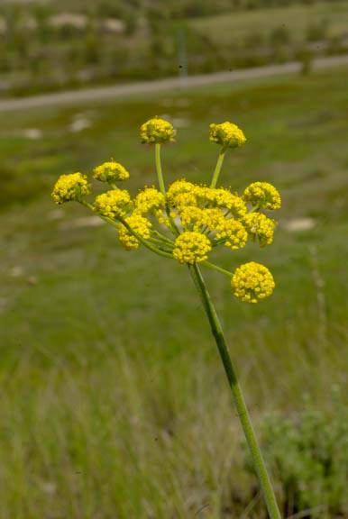 Lomatium triternatum