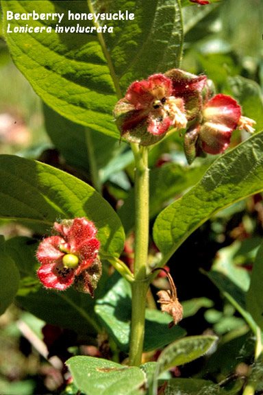 Lonicera involucrata