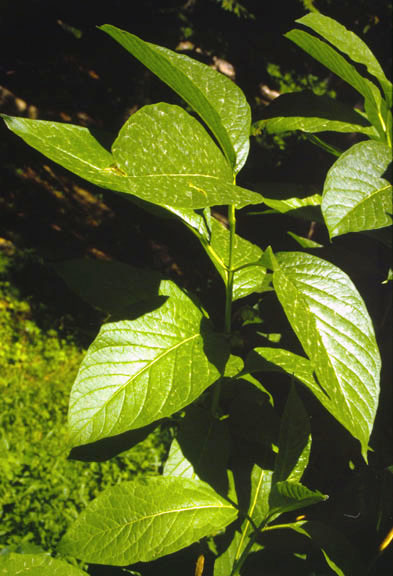 Lonicera involucrata