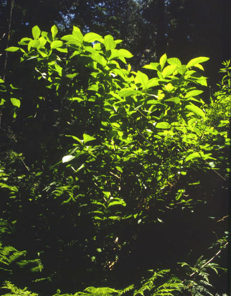 Lonicera involucrata