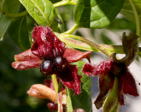 Lonicera involucrata