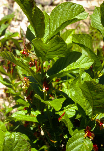 Lonicera involucrata