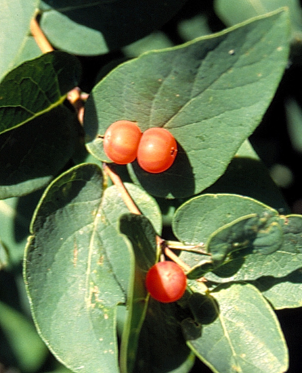 Lonicera utahensis