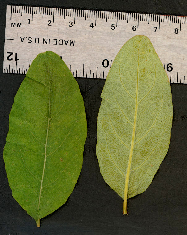 Lonicera utahensis