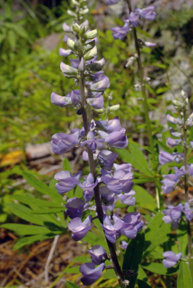 Lupinus caudatus