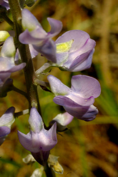 Lupinus caudatus