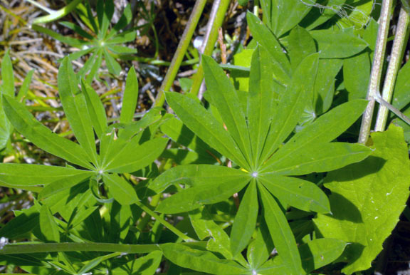 Lupinus caudatus