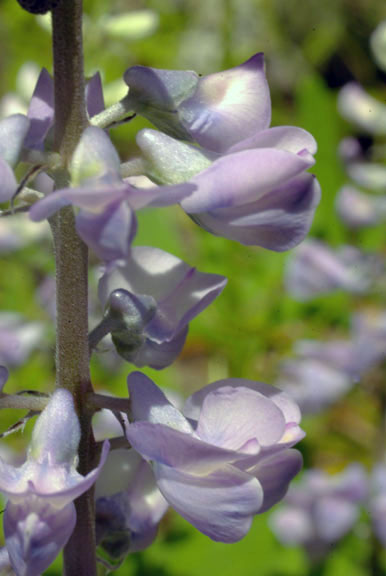 Lupinus caudatus