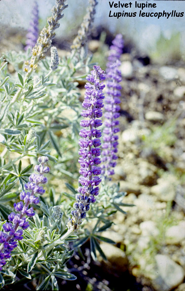 Lupinus leucophyllus