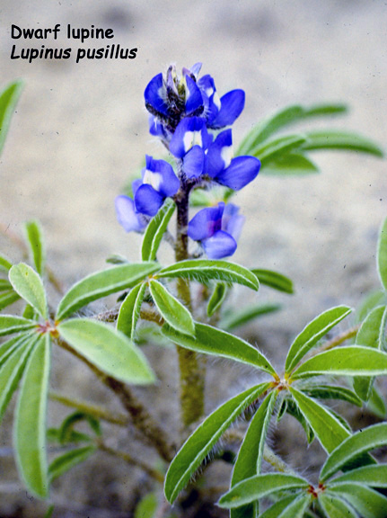 Lupinus pusillus