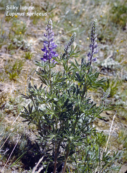 Lupinus sericeus