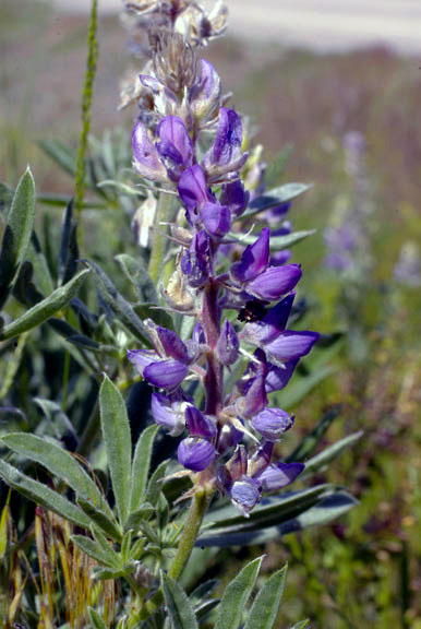 Lupinus wyethii